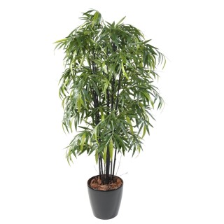 Arrangement Schwarzbambus im runden Pflanzgefäss