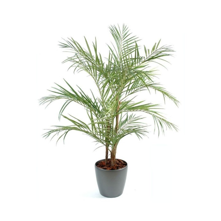 Arrangement Areca Palme im runden Pflanzgefäss