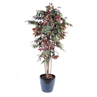 Arrangement Kapensis im runden Pflanzgefäss