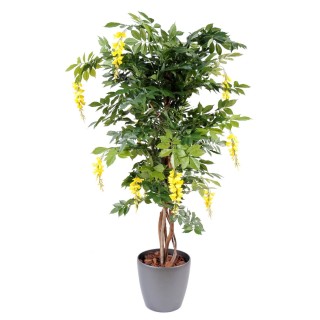 Arrangement Glyzinie mehrstaemmig im Pflanzgefäss