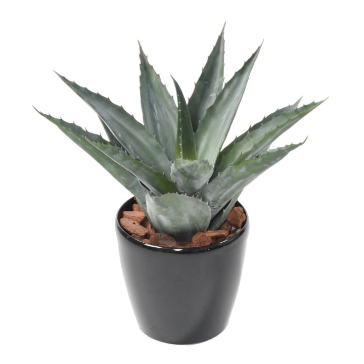 Arrangement Agave im runden Pflanzgefäss