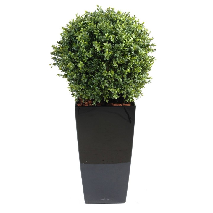 Arrangement Buchsbaum Kugel im quadratischen Pflanzgefäss