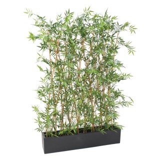 Arrangement Japanischer Bambus Hecke im Pflanzgefäss