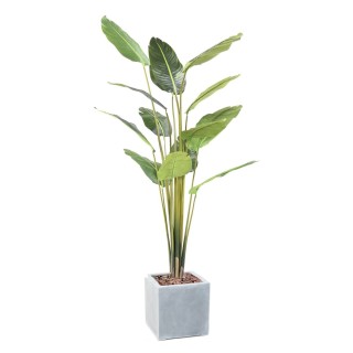 Arrangement Reisepalme im quadratischen Pflanzgefäss