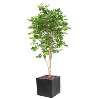 Arrangement Buche Grandifolia im Pflanzgefäss