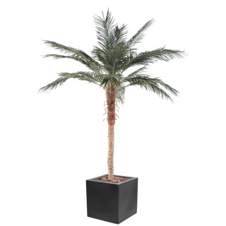 Arrangement Phoenixpalme im quadratischen Pflanzgefäss