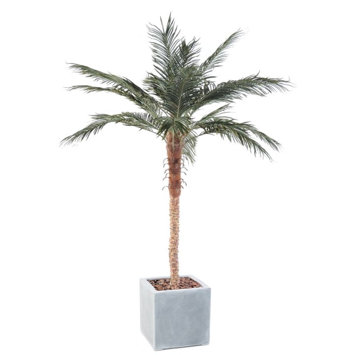 Arrangement Phoenixpalme im quadratischen Pflanzgefäss