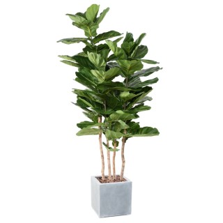 Arrangement Geigenfeige mehrstaemmig im Pflanzgefäss