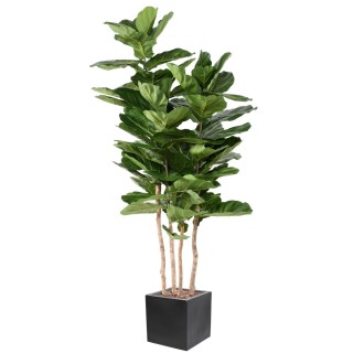 Arrangement Geigenfeige mehrstaemmig im Pflanzgefäss