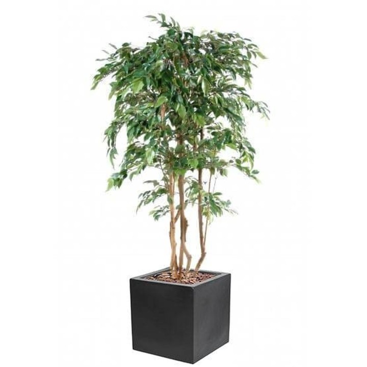 Arrangement Ficus Natasja mehrstaemmig im Pflanzgefäss