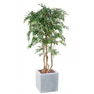 Arrangement Ficus Natasja mehrstaemmig im Pflanzgefäss