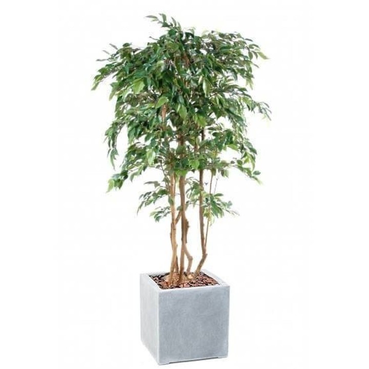 Arrangement Ficus Natasja mehrstaemmig im Pflanzgefäss