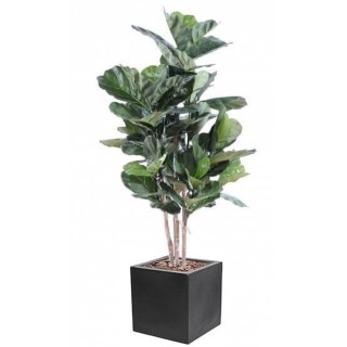 Arrangement Geigenfeige in Stammform im Pflanzgefäss