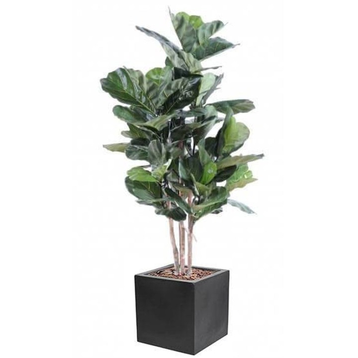 Arrangement Geigenfeige in Stammform im Pflanzgefäss