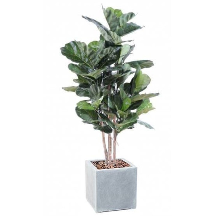 Arrangement Geigenfeige in Stammform im Pflanzgefäss