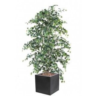 Arrangement Birke im quadratischen Pflanzgefäss