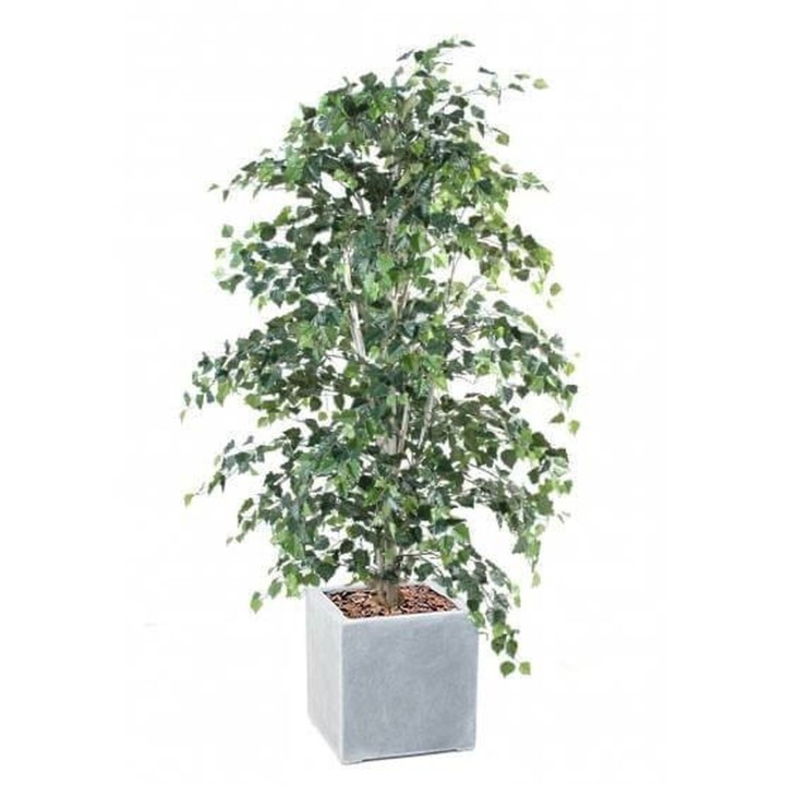 Arrangement Birke im quadratischen Pflanzgefäss