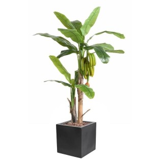 Arrangement Bananenbaum mit Fruechten im Pflanzgefäss