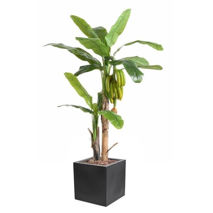 Arrangement Bananenbaum mit Fruechten im Pflanzgefäss