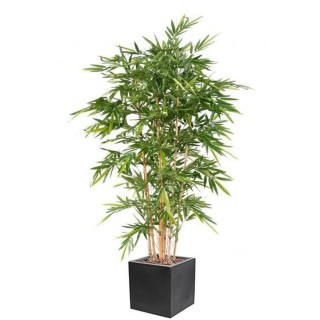 Arrangement Bambus edle Ausfuehrung im quadratischen Pflanzgefäss