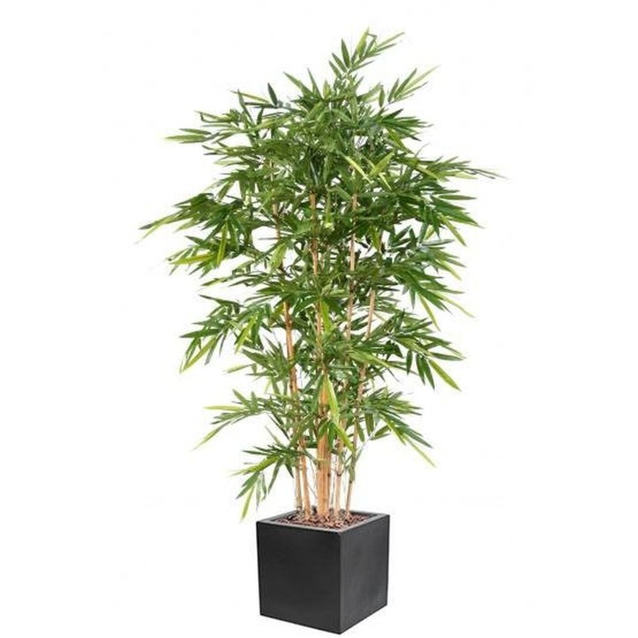 Arrangement Bambus edle Ausfuehrung im quadratischen Pflanzgefäss