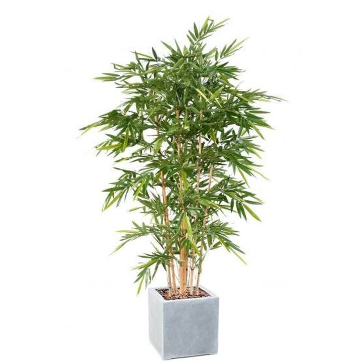 Arrangement Bambus edle Ausfuehrung im quadratischen Pflanzgefäss