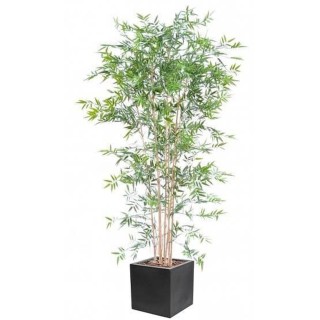 Arrangement Japanischer Bambus UV im quadratischen Pflanzgefäss