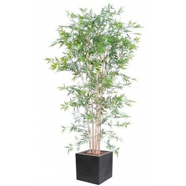 Arrangement Japanischer Bambus UV im quadratischen Pflanzgefäss