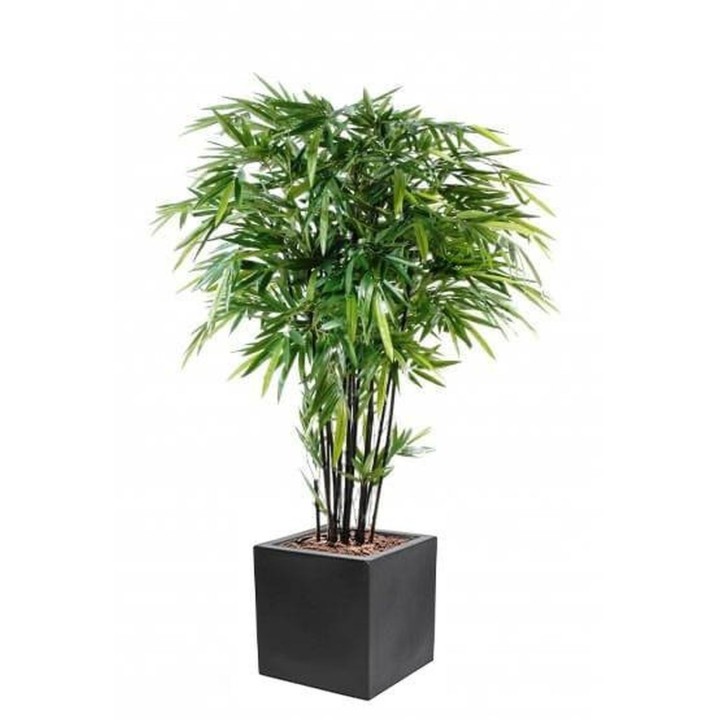 Arrangement Schwarzbambus im quadratischen Pflanzgefäss