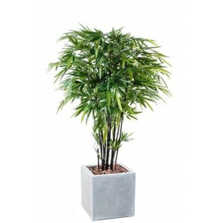 Arrangement Schwarzbambus im quadratischen Pflanzgefäss