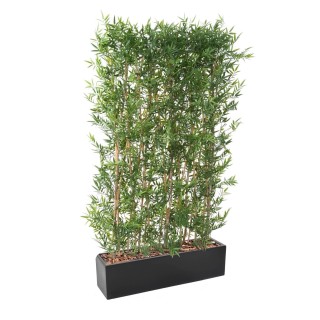 Arrangement Japanischer Bambus Hecke dicht UV