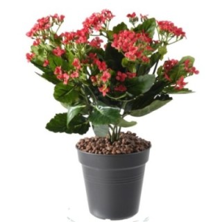 Künstliche Kalanchoe, 25cm, rot
