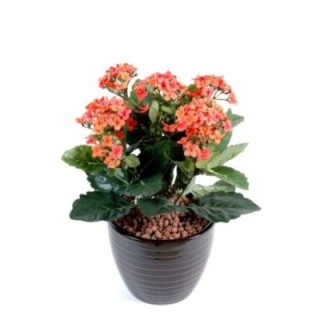 Künstliche Kalanchoe, 25cm, rosa