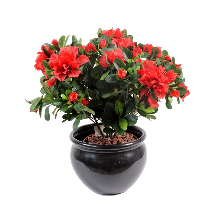 Künstliche Azalee, 35cm, rot-schwarz