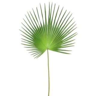 Künstlicher Fächer-Palmblatt Palmzweig, ca 150cm, grün