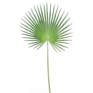 Künstlicher Fächer-Palmblatt Palmzweig, ca 120cm, grün