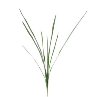 Künstlicher Cymbidium Blattzweig, ca 110cm, grün