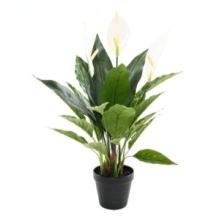 Friedenslilie (Spathiphyllum) 50cm - Pflegeleicht & Elegant