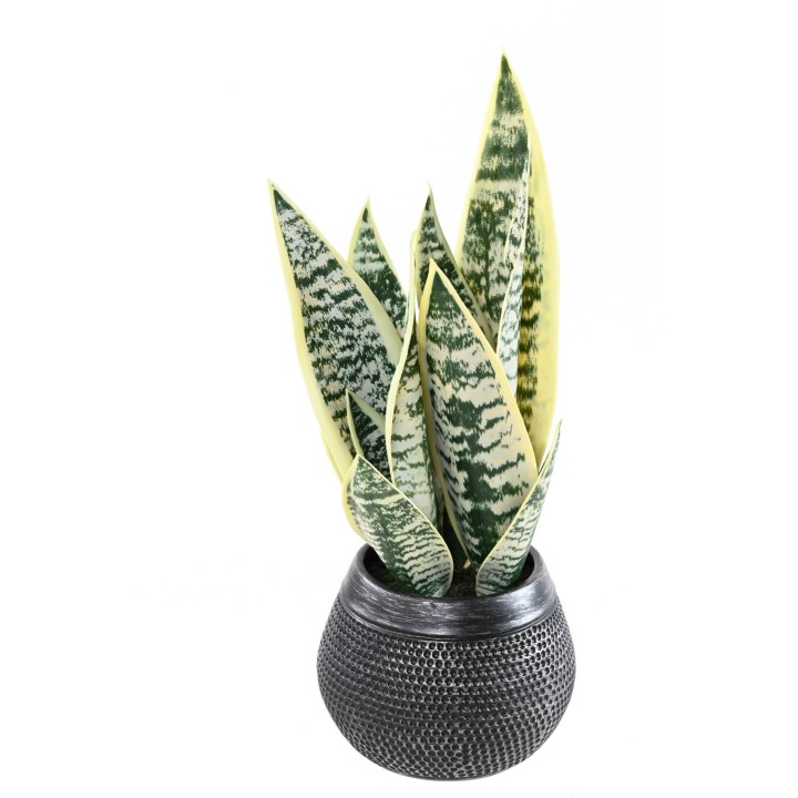 Künstliche Sansevieria, 49cm hoch, pflegeleicht & grün