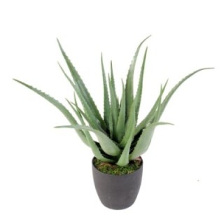 Künstliche Aloe Vera, ca. 70cm hoch, pflegeleicht