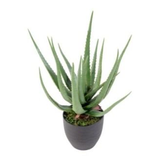 Künstliche Aloe Vera, ca. 60cm hoch, pflegeleicht