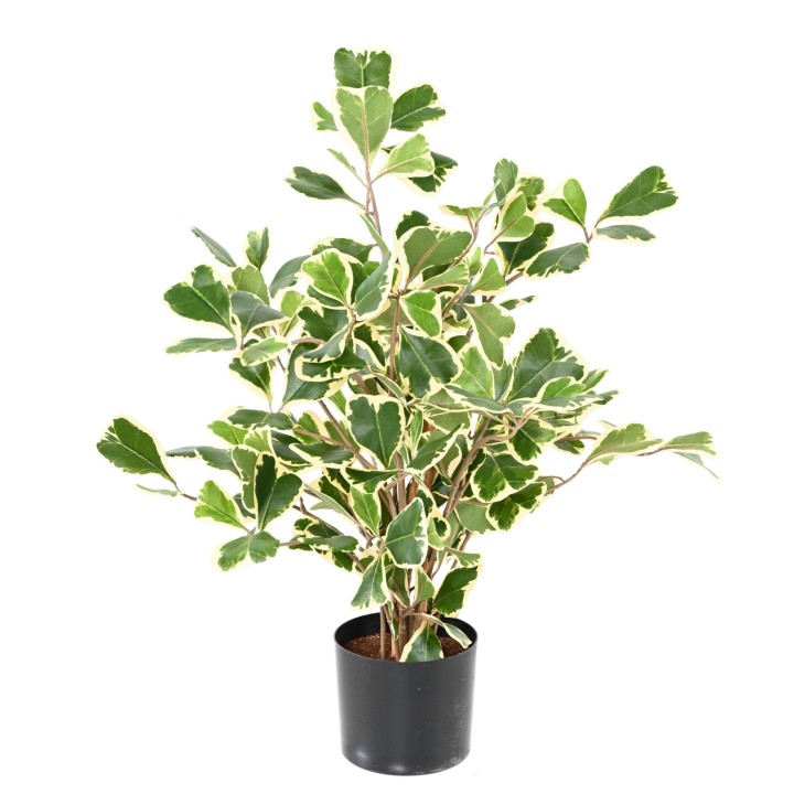 Künstlicher Ficus Triangularis, 50cm hoch, grün