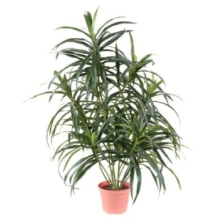 Künstliche Dracaena Anita, 75cm hoch, grün