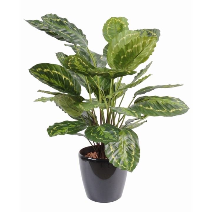 Künstliche Calathea: Pflegeleichte Deko-Pflanze 70cm