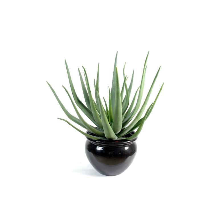 Künstliche Aloe Vera, ca. 70cm hoch, pflegeleicht