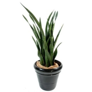 Künstliche Sansevieria, 110cm hoch, pflegeleicht und grün