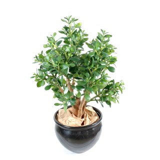 Künstliche Crassula: Pflegeleichter Geldbaum für Ihr Zuhause