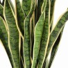 Künstliche Sansevieria