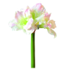 Amaryllis