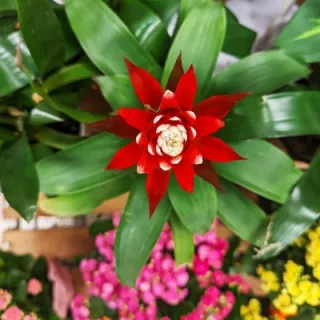 Künstliche Blühende Pflanzen